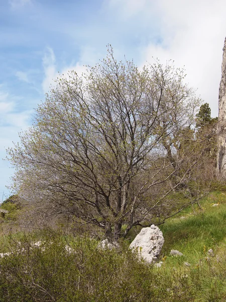 Дерево, небо и камень — стоковое фото