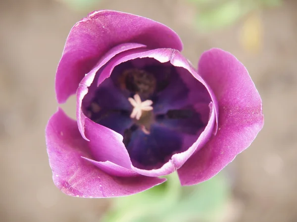 Tulipa rosa — Fotografia de Stock