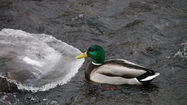 Enten im Winter auf dem Fluss — Stockfoto