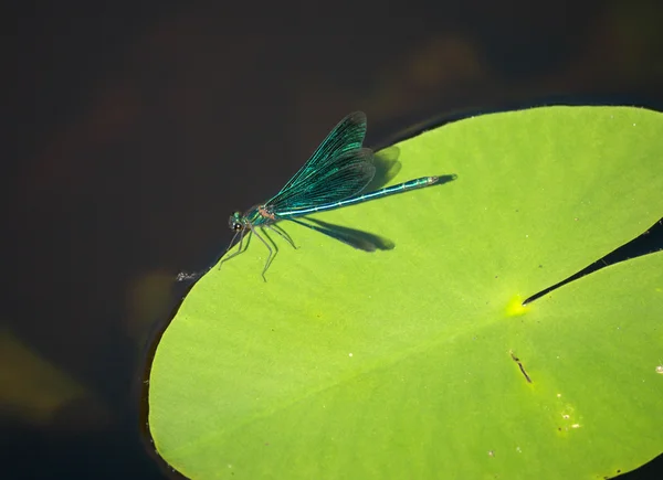 Dragonflie на озере — стоковое фото