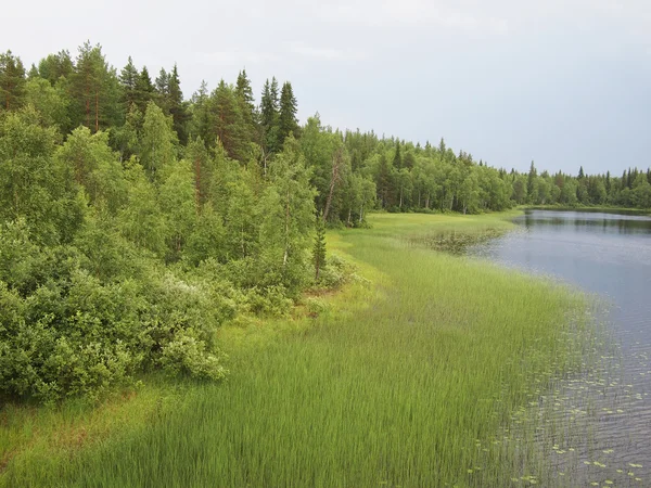 Bahar nehir kıyısında. Karelya, Rusya Federasyonu — Stok fotoğraf