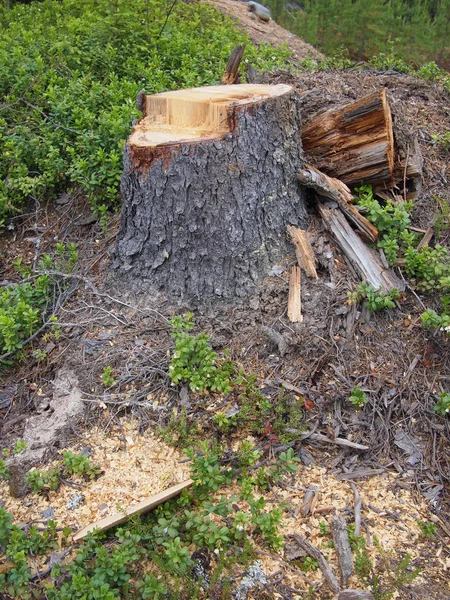 Vers gezaagd grote dennenboom stomp in het voorjaar bos — Stockfoto