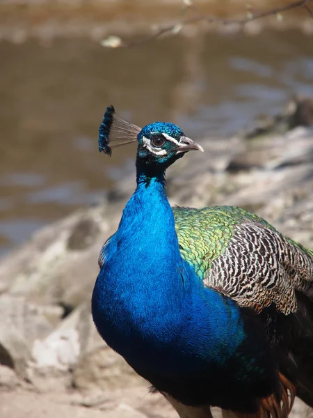 Pavão bonito — Fotografia de Stock