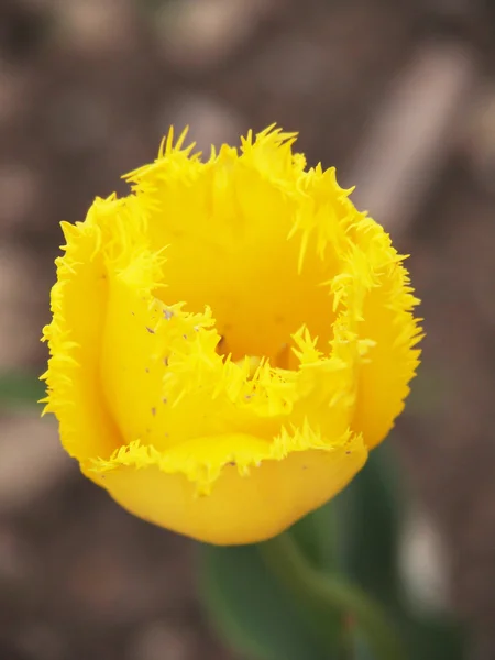 Красивий жовтий тюльпан у весняному саду — стокове фото