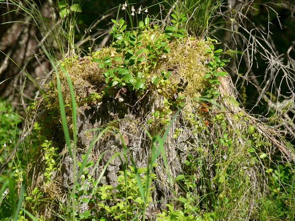 Viejo tocón de árbol en el bosque de abetos —  Fotos de Stock