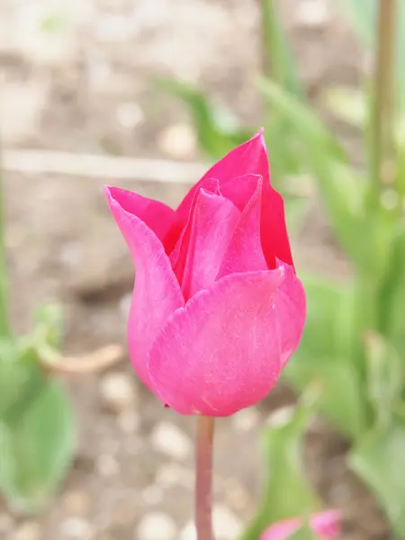 Tulipa rosa — Fotografia de Stock