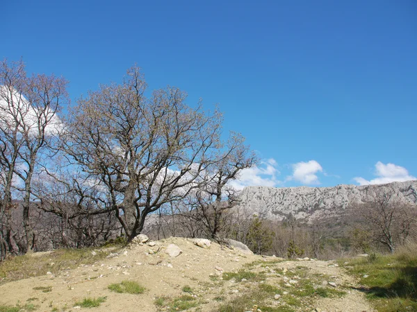 Trees, sky and rock — Stock Photo, Image