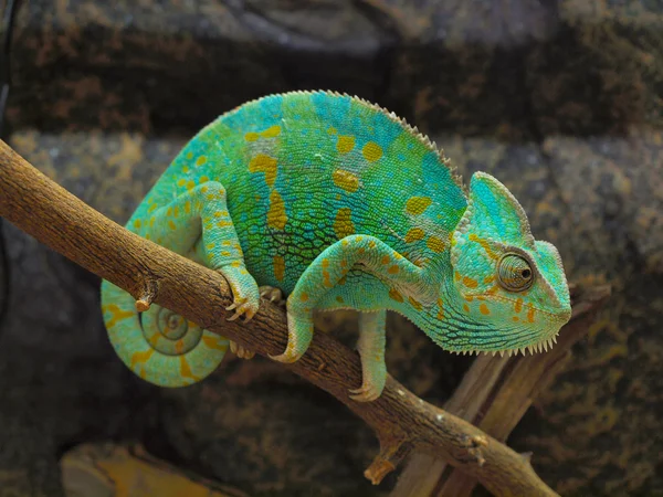 Zelený chameleon — Stock fotografie