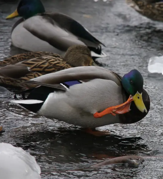 Patos en el río en invierno — Foto de Stock