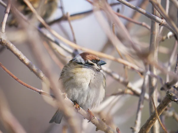 Haussperling — Stockfoto