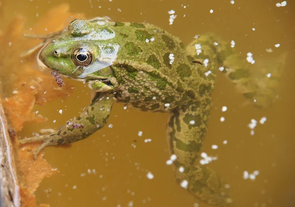 Zelená žába ve vodě — Stock fotografie
