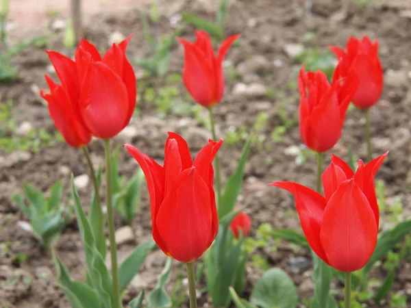 Tulipes rouges — Photo