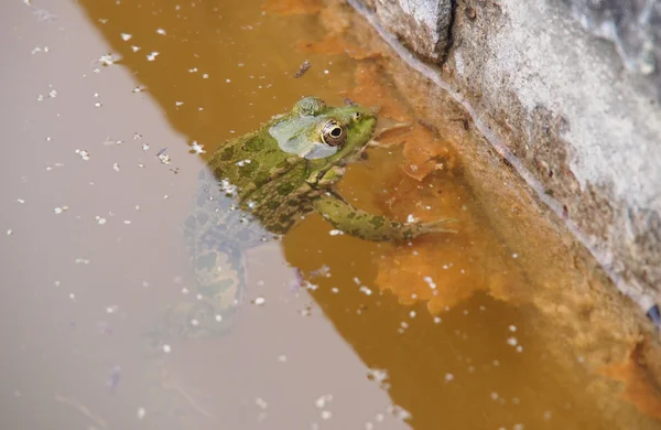 Зеленая лягушка в воде — стоковое фото