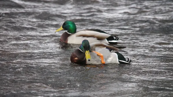 Eenden op de rivier in de winter — Stockfoto