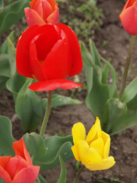 Rote und gelbe Tulpen — Stockfoto