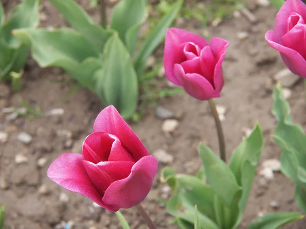 Roze tulp — Stockfoto