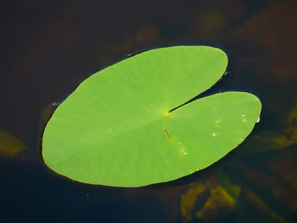 飞溅的坞站花或大黄色池塘莉莉 — 图库照片