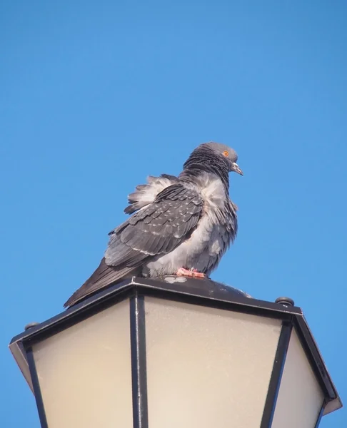 Holub skalní sedí na pouliční lampa — Stock fotografie