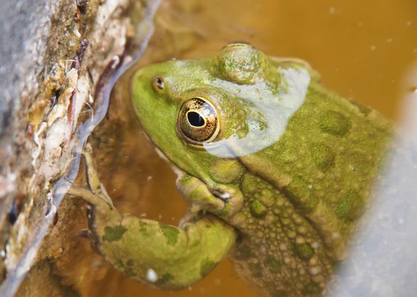 Зеленая лягушка в воде — стоковое фото