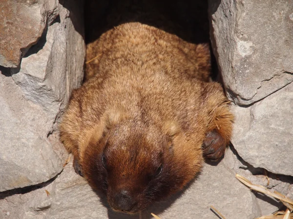 Portrait of a marmot — Stock Photo, Image