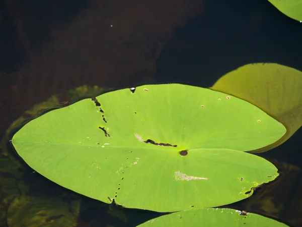 Spritzer Dock Blume oder große gelbe Teichlilie — Stockfoto
