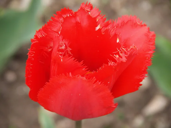 Linda tulipa vermelha — Fotografia de Stock