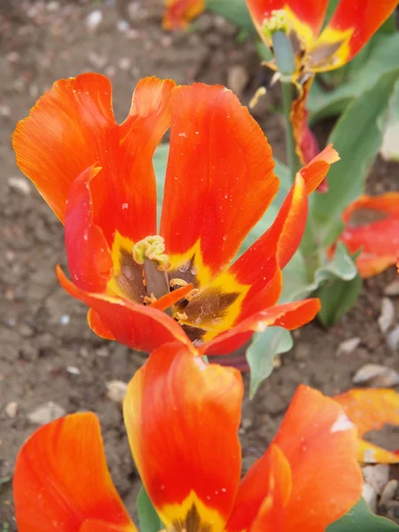 Oranžový Tulipán — Stock fotografie