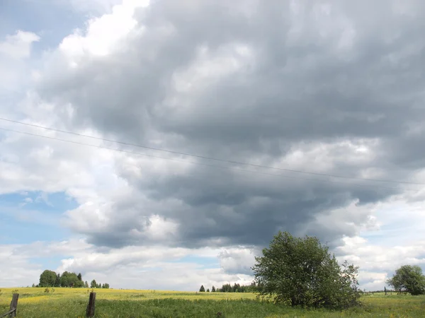 Hout in de zomer — Stockfoto