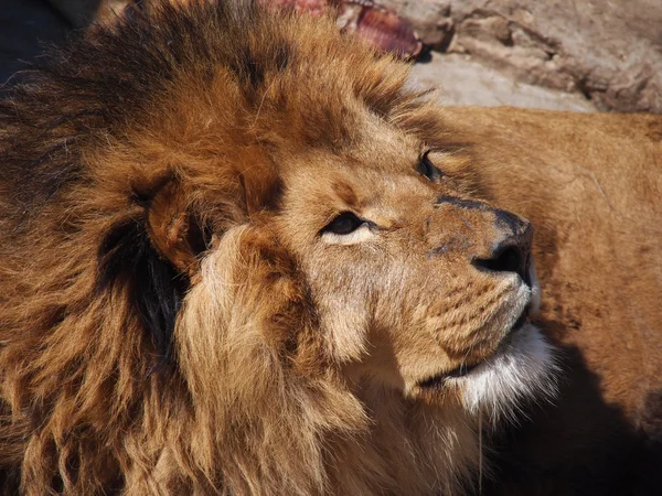 Portrét lva samčího — Stock fotografie