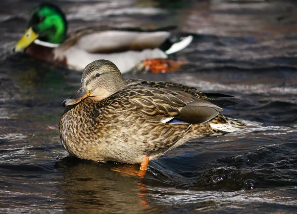 Kachna na řece v zimě — Stock fotografie