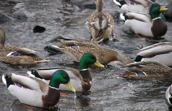 Anatre sul fiume in inverno — Foto Stock