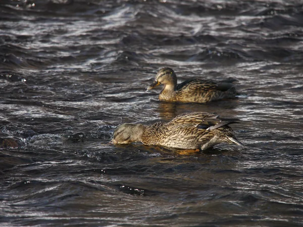 Kacsák a folyón télen — Stock Fotó