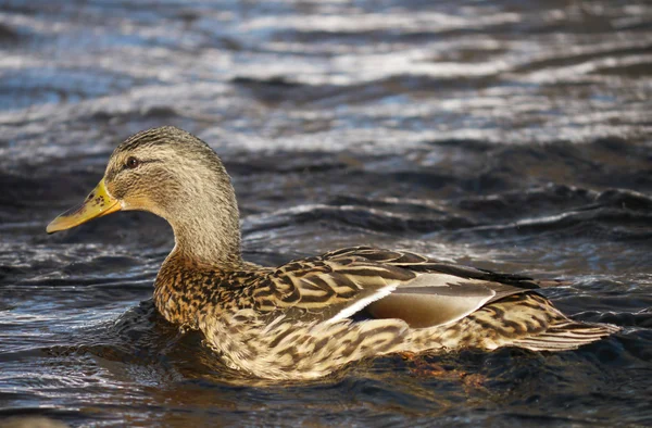 Eend op de rivier in de winter — Stockfoto