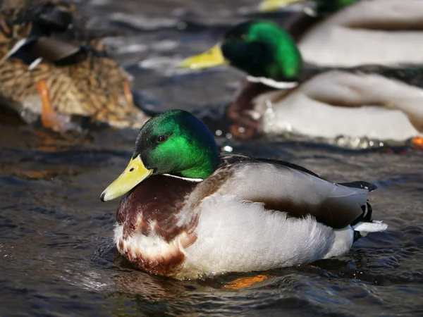Duck on the river in winter — Stock Photo, Image