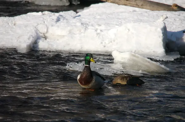 Eenden op de rivier in de winter — Stockfoto