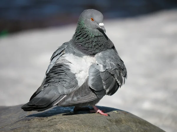 Portrait of a walking pigeon in winter day — Stock Photo, Image