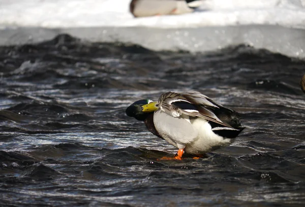 Eend op de rivier in de winter — Stockfoto