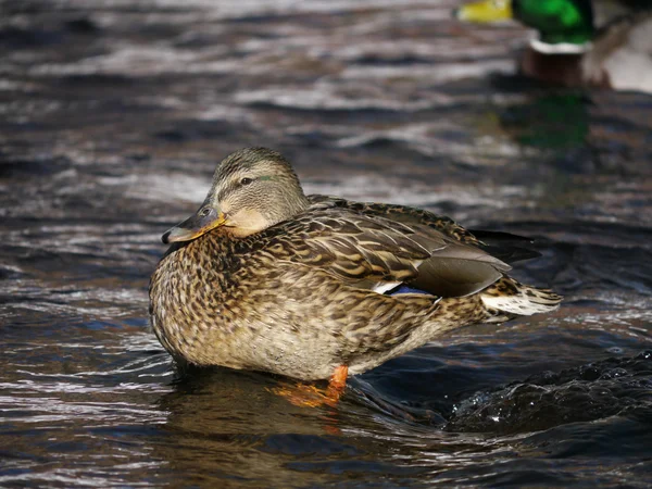 Eend op de rivier in de winter — Stockfoto