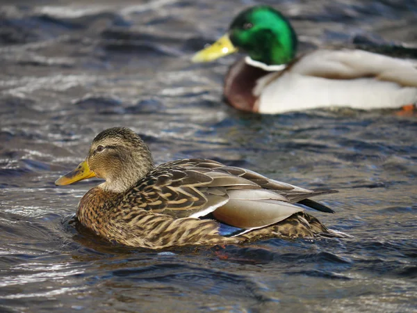 Anka på floden på vintern — Stockfoto