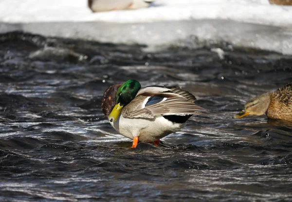 Anatra sul fiume in inverno — Foto Stock