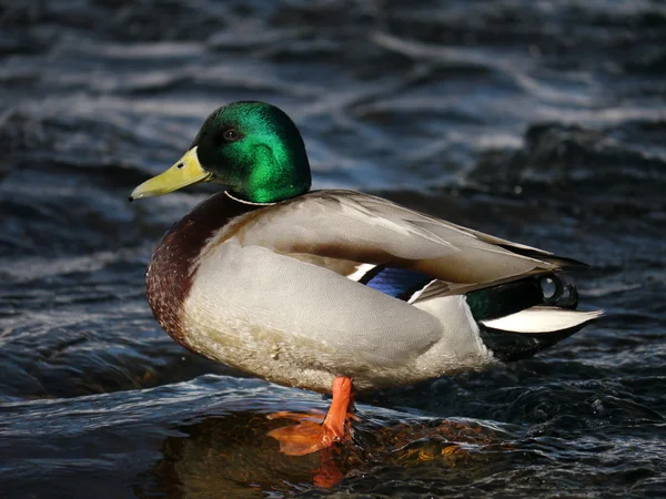 Duck on the river in winter — Stock Photo, Image