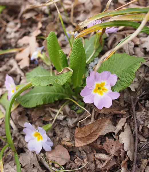 Beautiful primulas flowers — Stock Photo, Image