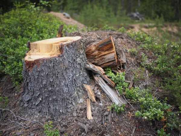 Tronco de abeto grande recién aserrado en bosque de primavera — Foto de Stock