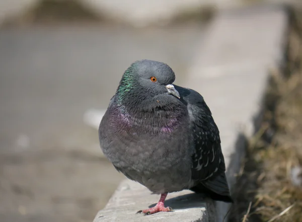 Portrait of a walking pigeon in winter day — Stock Photo, Image