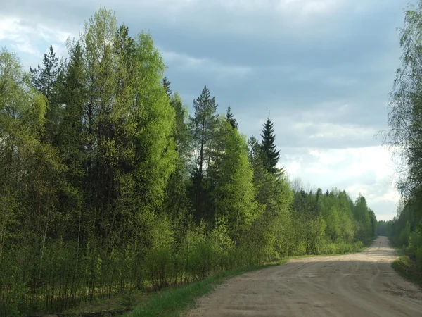 Weg zu einem Wald im Frühling — Stockfoto