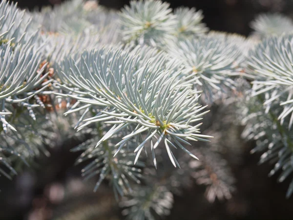 Blue Spruce — Stockfoto