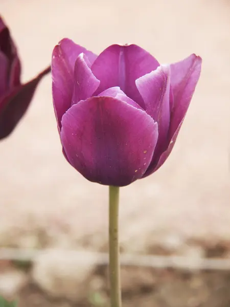 Tulipa rosa — Fotografia de Stock