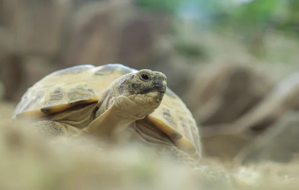 Tortuga en un terrario —  Fotos de Stock