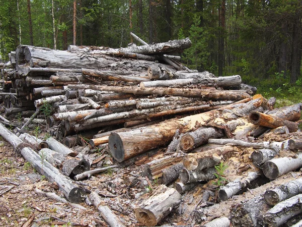 Вырубленные стволы в лесу — стоковое фото