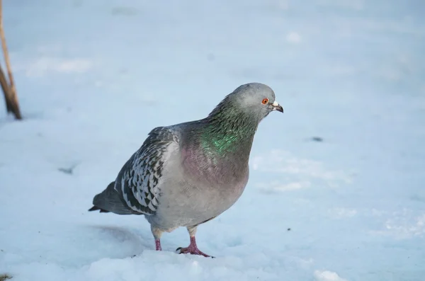 Taube auf dem Schnee — Stockfoto